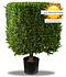 UV Buxus kubus 50 cm
