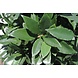 Small Artificial Laurel Plant in pot 35 cm UV-protected for the outdoors Small Artificial Laurel Plant in pot 35 cm UV-protected for the outdoors