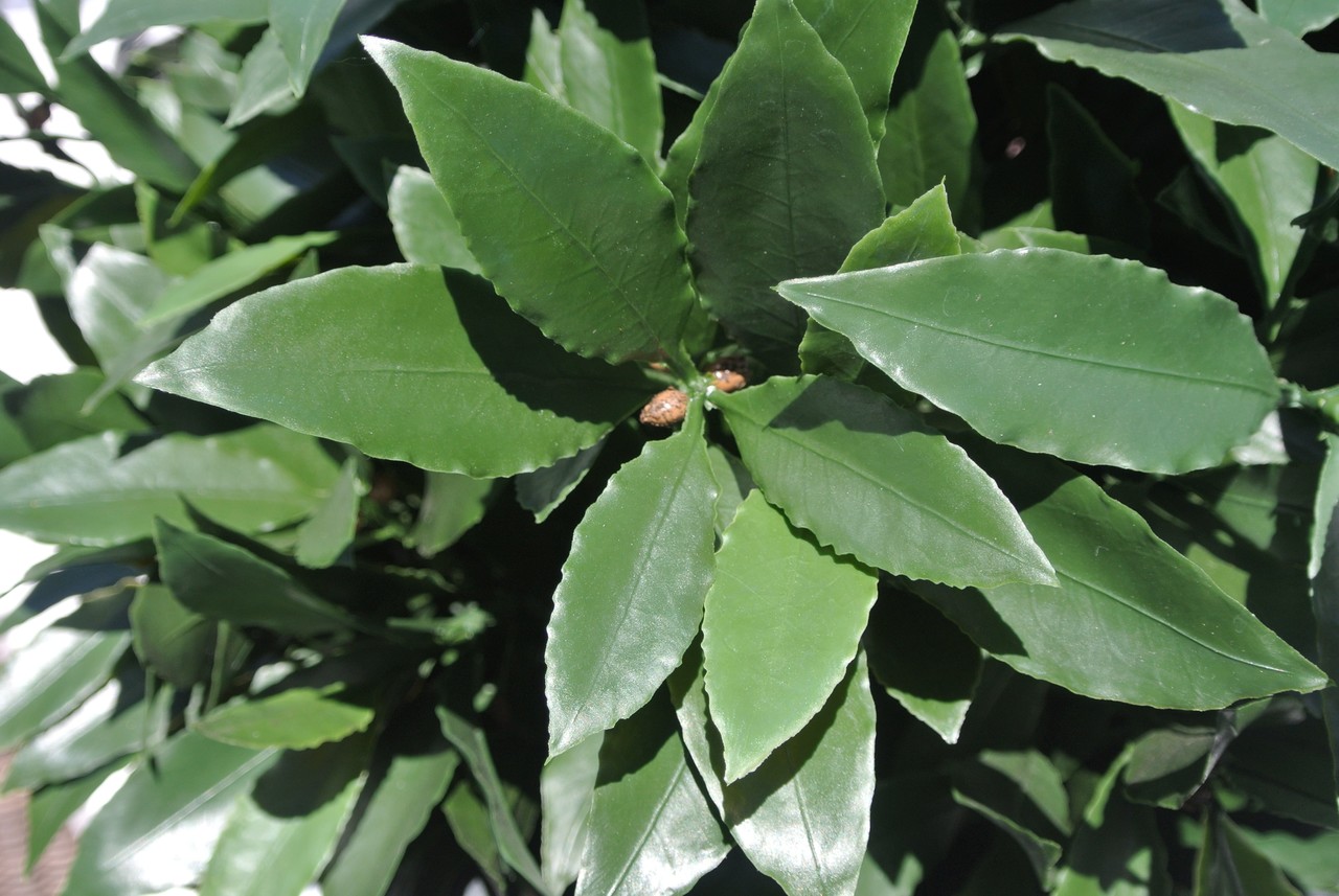 Artificial outdoor Laurel tree 120 cm UV-protected Artificial outdoor Laurel tree 120 cm UV-protected