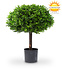 Kunstplant buxus 1/2 bol 65 cm UV Kunstplant buxus 1/2 bol 65 cm UV