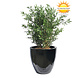 Artificial outdoor Bamboo plant 90 cm UV-protected Artificial outdoor Bamboo plant 90 cm UV-protected