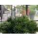 Small artificial Pinus Bonsai tree 55 cm UV for outdoor Small artificial Pinus Bonsai tree 55 cm UV for outdoor