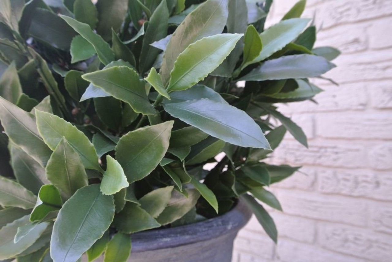 Kunst laurier bol 55 cm voor buiten