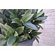 Artificial outdoor Laurel ball 55 cm UV Artificial outdoor Laurel ball 55 cm UV
