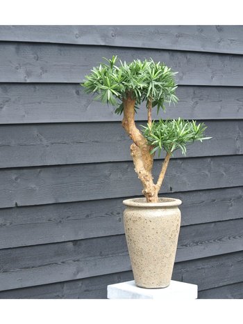 Design Kunstplant Podocarpus 70 cm UV Design Kunstplant Podocarpus 70 cm UV