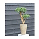 Design Kunstplant Podocarpus 70 cm UV Design Kunstplant Podocarpus 70 cm UV