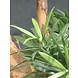 Design Kunstplant Podocarpus 70 cm UV Design Kunstplant Podocarpus 70 cm UV