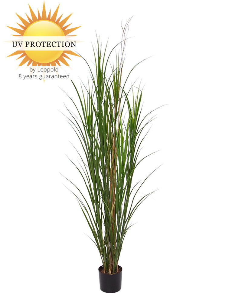 Outdoor artificial Reed Grass plant 165 cm UV protected Outdoor artificial Reed Grass plant 165 cm UV protected