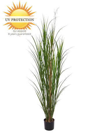 Outdoor artificial Reed Grass plant 165 cm UV protected Outdoor artificial Reed Grass plant 165 cm UV protected