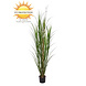 Outdoor artificial Reed Grass plant 165 cm UV protected Outdoor artificial Reed Grass plant 165 cm UV protected