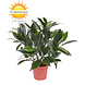 Small Artificial Laurel Plant in pot 35 cm UV-protected for the outdoors Small Artificial Laurel Plant in pot 35 cm UV-protected for the outdoors