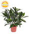 Kunst laurier plantje 35 cm UV Kunst laurier plantje 35 cm UV