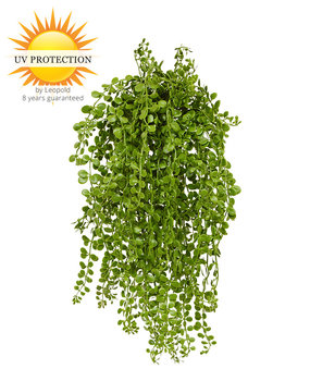 Artificial Dischidia nummularia hanging plant 40 cm UV Artificial Dischidia nummularia hanging plant 40 cm UV