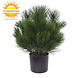 Kunst struik Pinus 45 cm UV voor Buiten Kunst struik Pinus 45 cm UV voor Buiten
