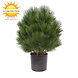 Artificial outdoor Pine bush 60 cm UV protected Artificial outdoor Pine bush 60 cm UV protected