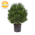 Kunststruik Pinus Den 60 cm UV