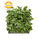 Artificial outdoor Ivy mat 25x25 cm UV protected Artificial outdoor Ivy mat 25x25 cm UV protected