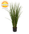 Artificial Ornamental Grass Plant 80cm UV Protected Artificial Ornamental Grass Plant 80cm UV Protected