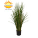Hoge kunst siergrasplant 120cm UV in pot Hoge kunst siergrasplant 120cm UV in pot