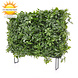 Artificial outdoor Schefflera hedge on frame with UV protection Artificial outdoor Schefflera hedge on frame with UV protection