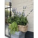 Outdoor Artificial Dischidia Nummularia hanging plant 40 cm UV Outdoor Artificial Dischidia Nummularia hanging plant 40 cm UV