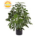 Artificial outdoor Schefflera plant 50 cm with UV protection Artificial outdoor Schefflera plant 50 cm with UV protection