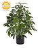 Tropische  kunstplant Schefflera 50 UV Tropische  kunstplant Schefflera 50 UV