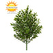 Artificial outdoor Boxwood bush 30 cm UV Artificial outdoor Boxwood bush 30 cm UV