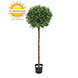 Outdoor Artificial Ilex ball on trunk 135 cm UV protected Outdoor Artificial Ilex ball on trunk 135 cm UV protected
