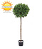 Kunst Hulst Ilex op stam 135 cm UV Kunst Hulst Ilex op stam 135 cm UV