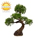 Outdoor Artificial Bonsai Ming Aralia 90 cm with UV protection Outdoor Artificial Bonsai Ming Aralia 90 cm with UV protection