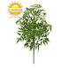 Kunststof Ming Aralia tak 50 cm UV Kunststof Ming Aralia tak 50 cm UV