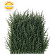 Luxury outdoor artificial Conifer mat x77 tips for wall covering UV protected Luxury outdoor artificial Conifer mat x77 tips for wall covering UV protected