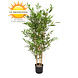 High Artificial outdoor Bamboo plant 120 cm UV-protected High Artificial outdoor Bamboo plant 120 cm UV-protected