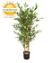 Hoge kunst Bamboe 120 cm  UV