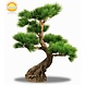 Artificial outdoor Bonsai Pinus tree 80 cm with 5 levels UV protected Artificial outdoor Bonsai Pinus tree 80 cm with 5 levels UV protected