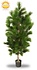 Artificial Pinus tree 125 cm UV Artificial Pinus tree 125 cm UV
