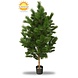 Outdoor Artificial Pinus tree 160 cm UV protected Outdoor Artificial Pinus tree 160 cm UV protected