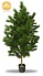 Artificial Pinus tree 160 cm UV Artificial Pinus tree 160 cm UV