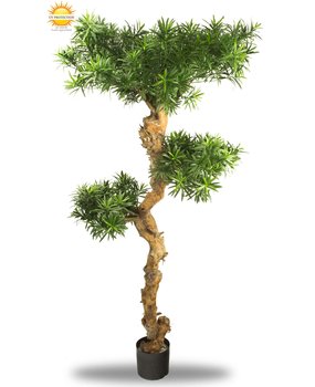 UV Podocarpus Bonsai 160cm UV Podocarpus Bonsai 160cm
