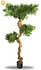 UV Podocarpus Bonsai 160cm UV Podocarpus Bonsai 160cm