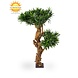 Design Kunstplant Podocarpus 70 cm UV Design Kunstplant Podocarpus 70 cm UV