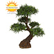 Deluxe Outdoor Artificial Podocarpus Bonsai x5 90 cm with UV protection Deluxe Outdoor Artificial Podocarpus Bonsai x5 90 cm with UV protection