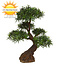 Deluxe kunstplant Podocarpus Bonsai x5 UV Deluxe kunstplant Podocarpus Bonsai x5 UV