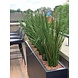 Artificial Ornamental Grass Plant 80cm UV in Pot Artificial Ornamental Grass Plant 80cm UV in Pot