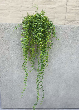 Callisia Repens kunsthangplant 70 cm uv Callisia Repens kunsthangplant 70 cm uv