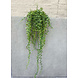 Callisia Repens kunsthangplant 70 cm uv Callisia Repens kunsthangplant 70 cm uv
