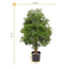 Buiten kunstplant Ming Aralia groen 90 cm in pot met premium uv-protectie Buiten kunstplant Ming Aralia groen 90 cm in pot met premium uv-protectie