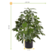 Artificial outdoor Schefflera plant 50 cm with UV protection Artificial outdoor Schefflera plant 50 cm with UV protection