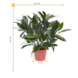 Small Artificial Laurel Plant in pot 35 cm UV-protected for the outdoors Small Artificial Laurel Plant in pot 35 cm UV-protected for the outdoors